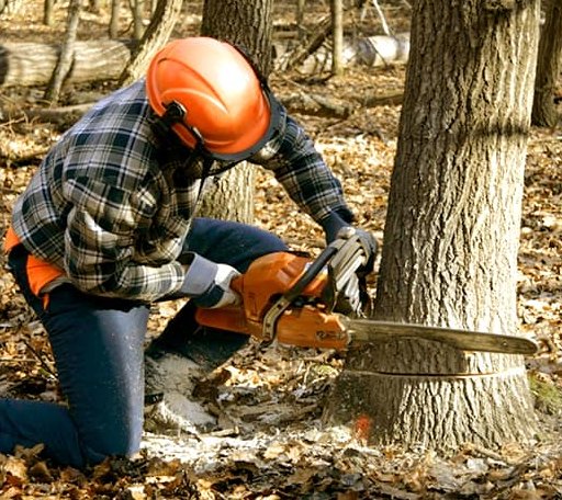 Tree Removal in Prue, OK